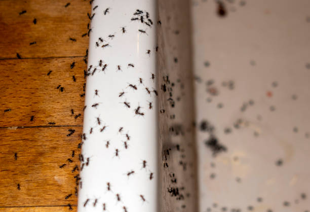 Best Best Pest Control Near Me  in Eufaula, AL